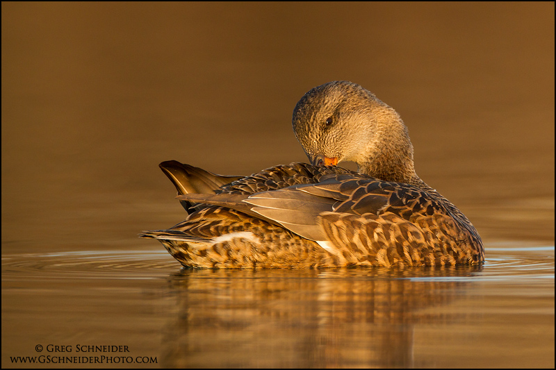 Female Gadwall preening
