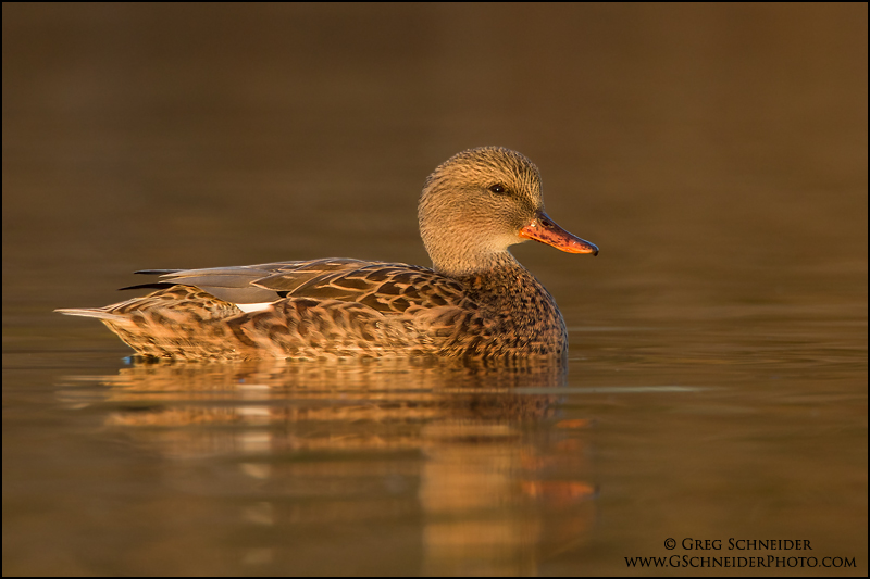Gadwall hen (female) at rest on pond near sunset