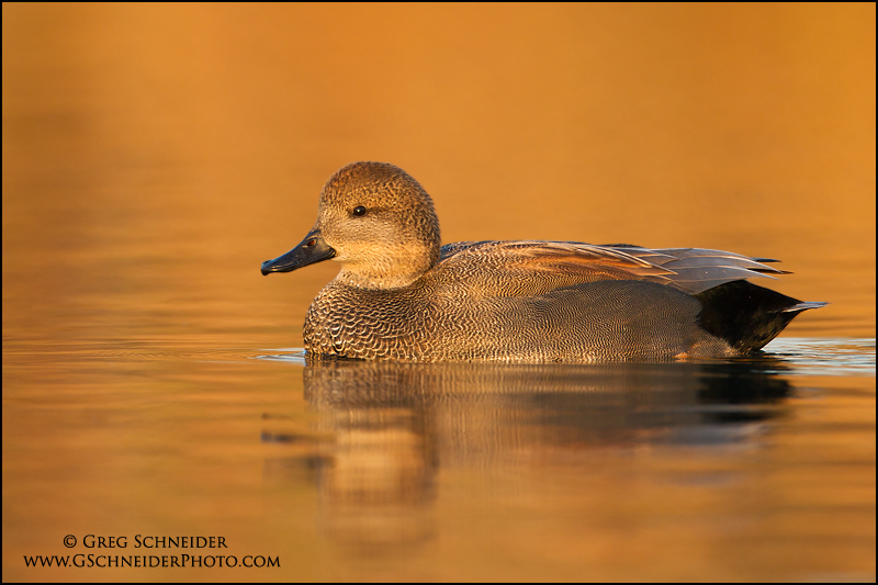 Gadwall (drake) on golden water