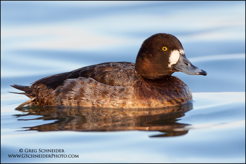 Greater Scaup (Hen) (2393)