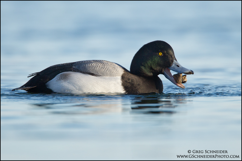 Greater Scaup with zebra mussel