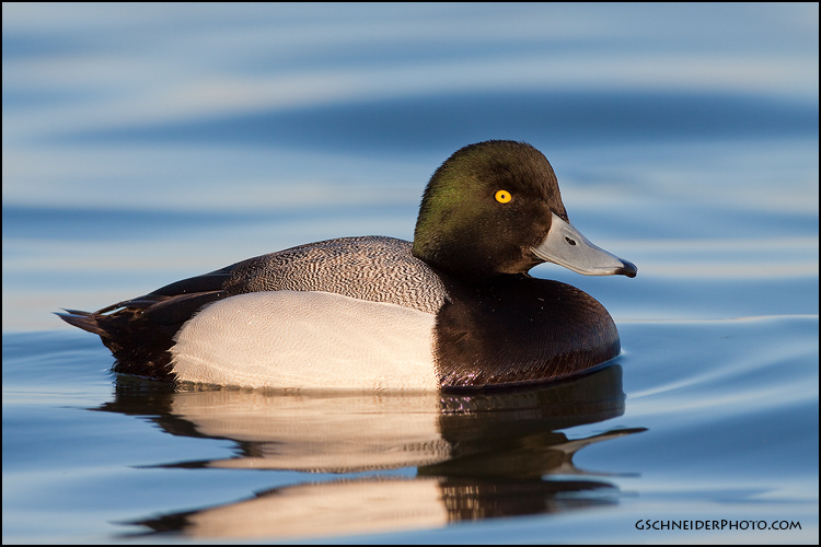 Greater Scaup