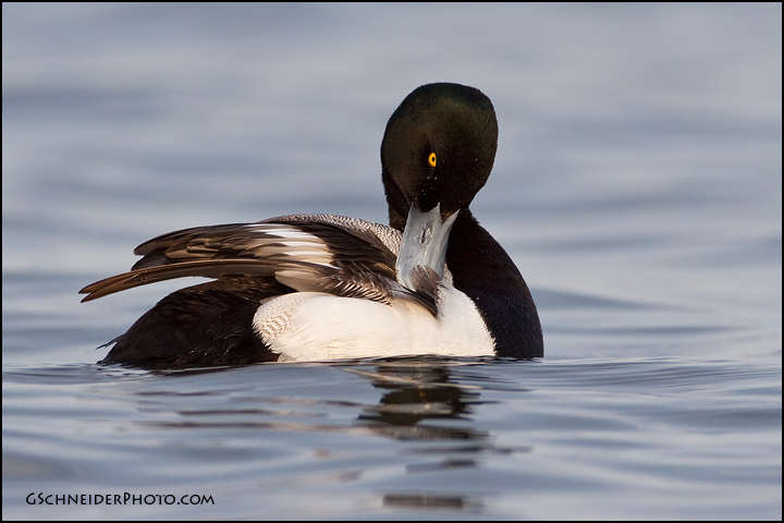 Greater Scaup preening