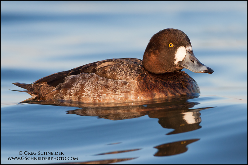 Greater Scaup (Hen) (2386)