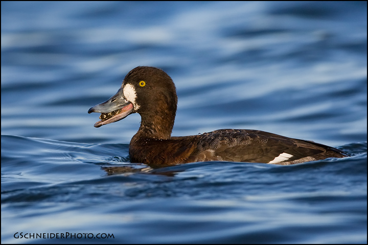 Greater Scaup hen with mollusk