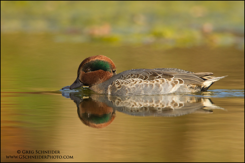 Green-winged Teal drake foraging