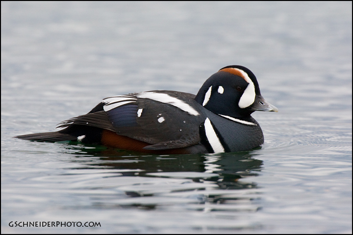 Harlequin Duck drake (3333)