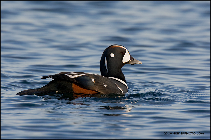 Harlequin Duck drake (4324)