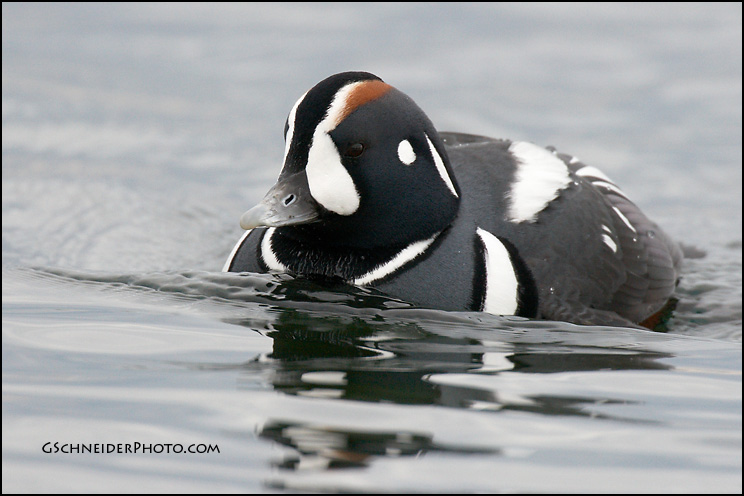 Harlequin Duck drake swimming (3357)
