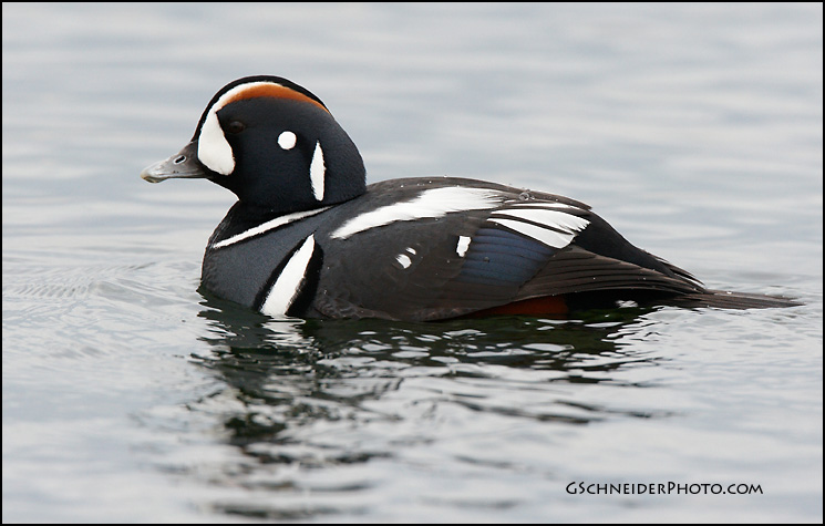 Harlequin Duck profile