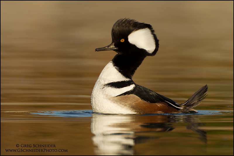 Hooded Merganser (male) displaying