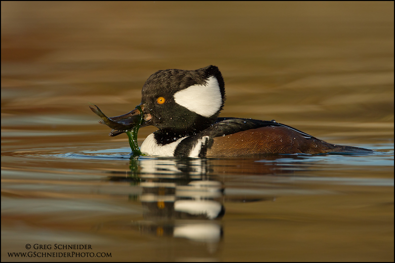 Hooded Merganser drake with fish and weeds