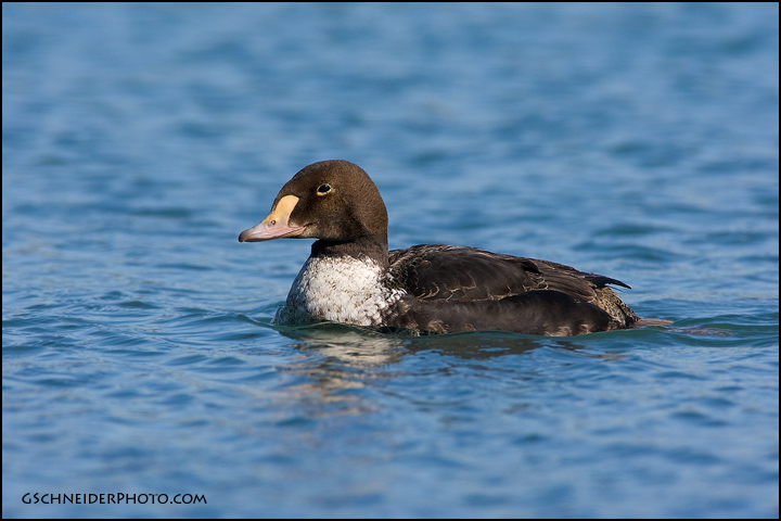 King Eider (juvenile male)