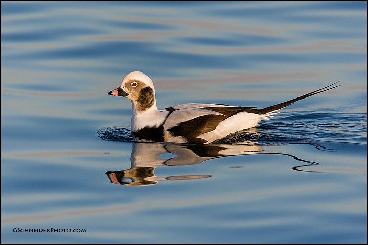 Long-Tailed Duck