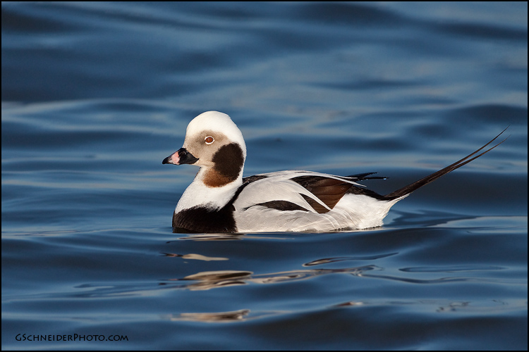 Long-Tailed Duck male