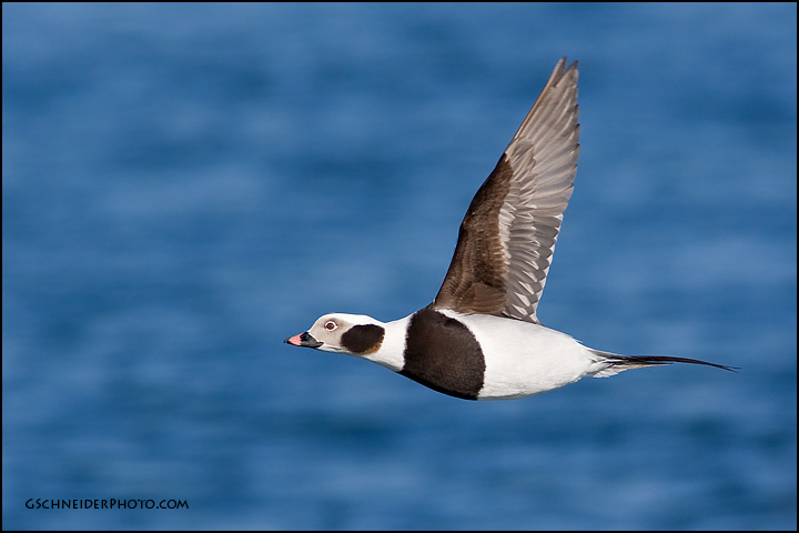 Long-Tailed Duck drake in flight (3268)