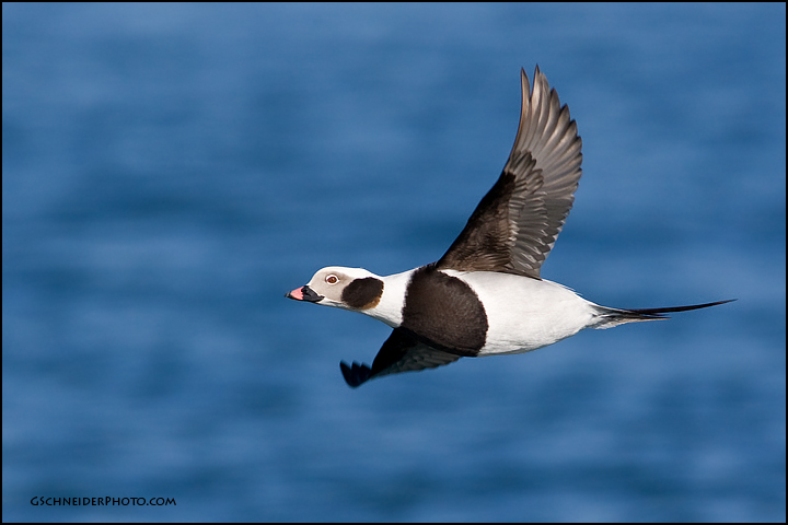 Long-Tailed Duck drake in flight (9373)