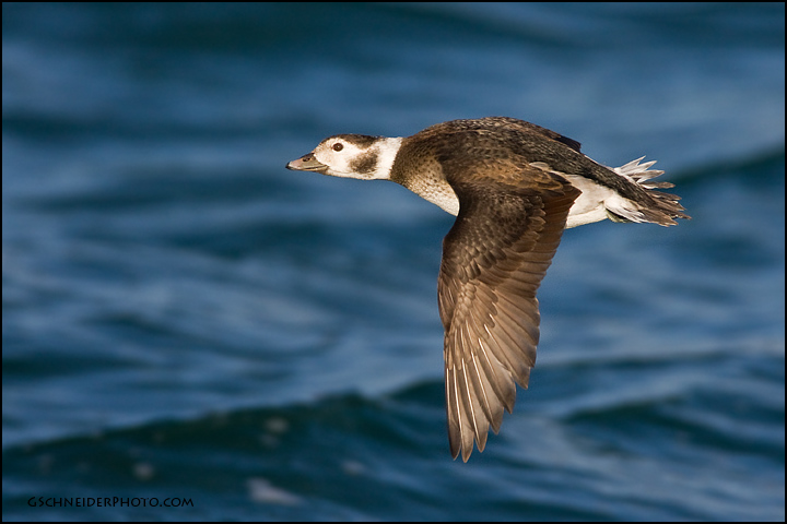 Long-tailed duck hen in flight