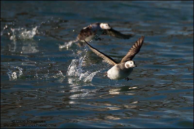 Long-Tailed Duck hens taking off