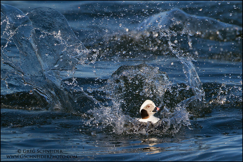 Long-Tailed Duck male landing with a splash