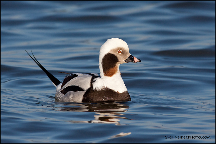 Long-Tailed Duck male (2197)