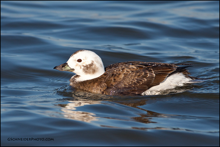 Long-Tailed Duck hen (2149)