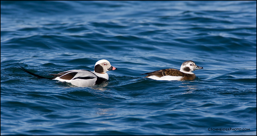 Long-Tailed Duck couple