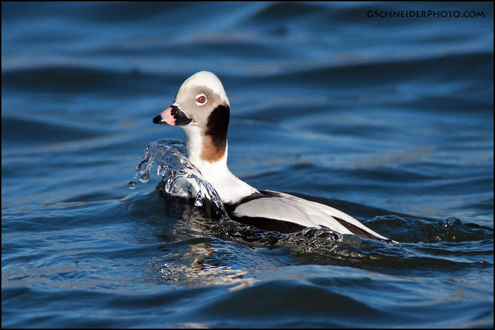 Long-Tailed Duck surfacing