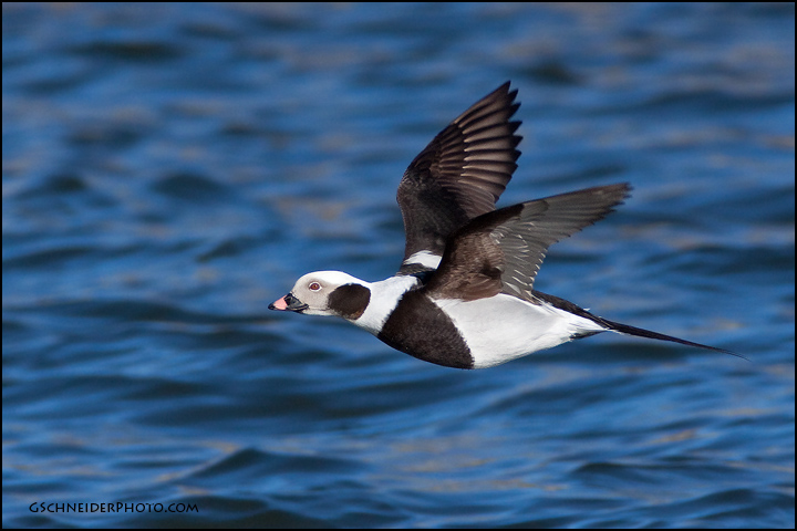Long-Tailed Duck (drake) in flight