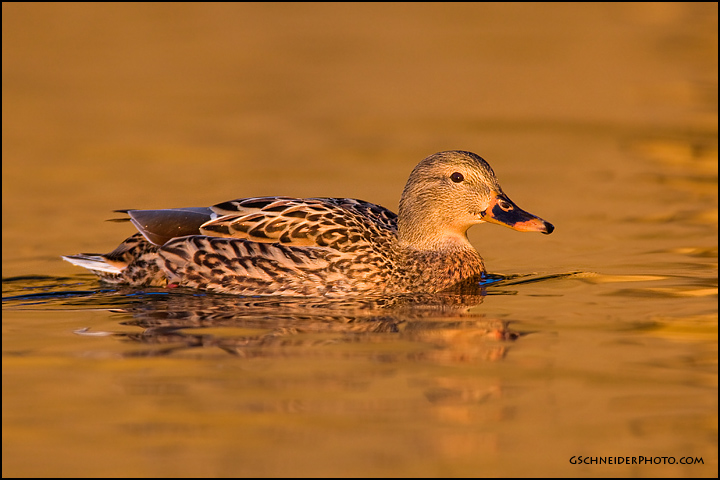 Mallard hen