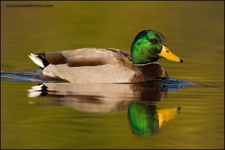 Mallard drake