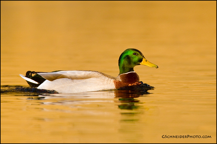 Mallard Duck (drake)