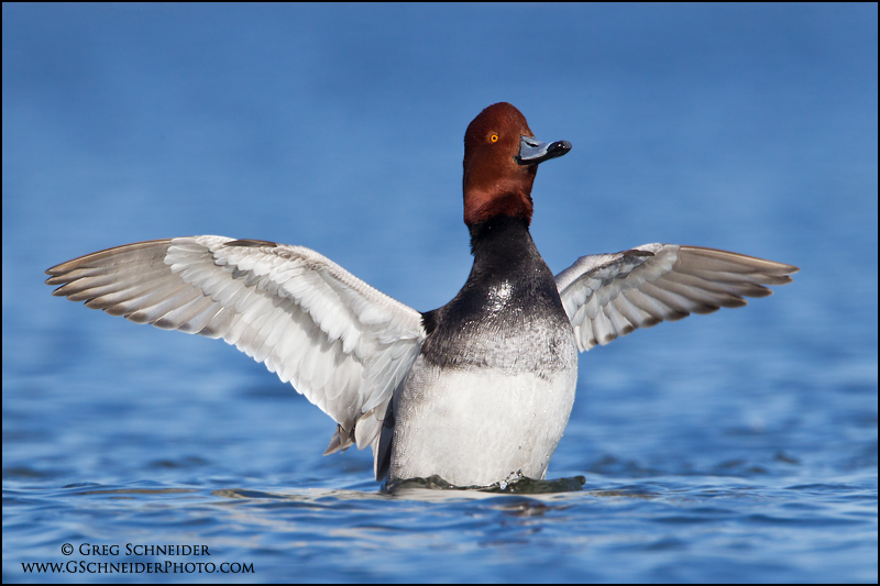 Redhead drake wingflap