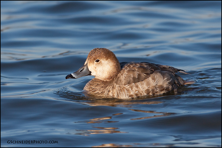 Redhead hen