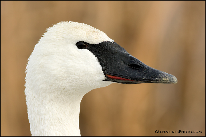 Trumpeter Swan portrait