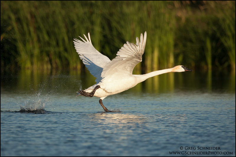 Trumpeter Swan taking off from marsh
