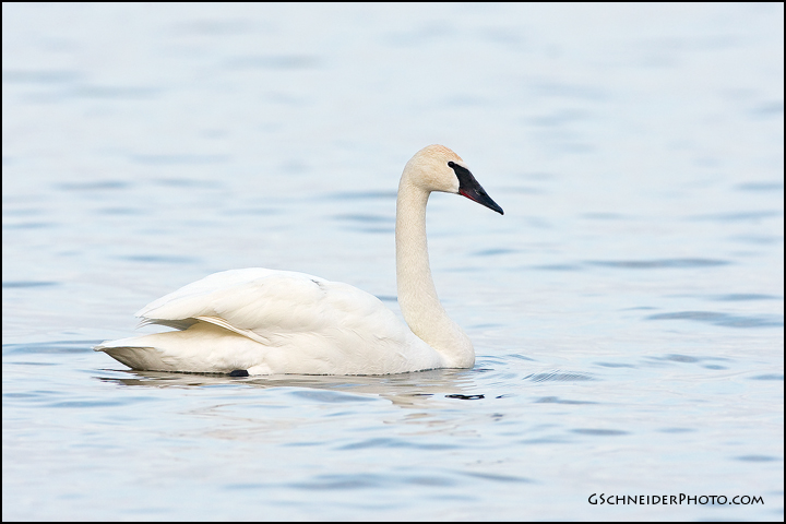 Trumpeter Swan