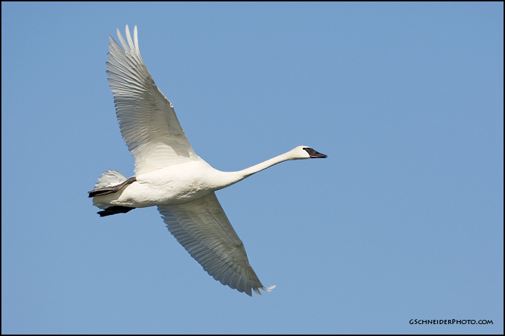 Trumpeter Swan flying