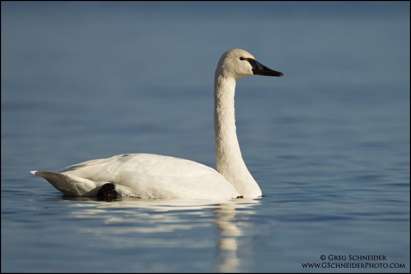 Adult Tundra Swan on Lake Ontario