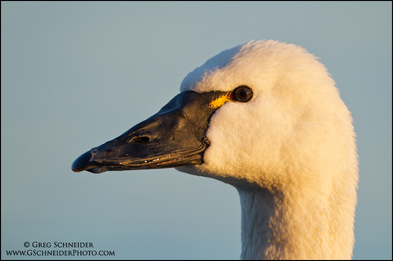 Tundra Swan portrait
