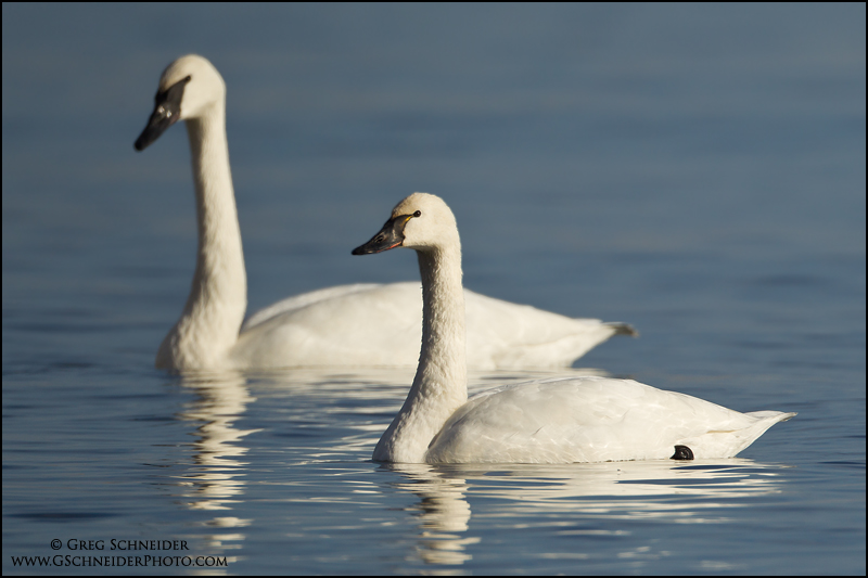 Tundra Swan (foreground) and Trumpeter Swan (click to enlarge) 