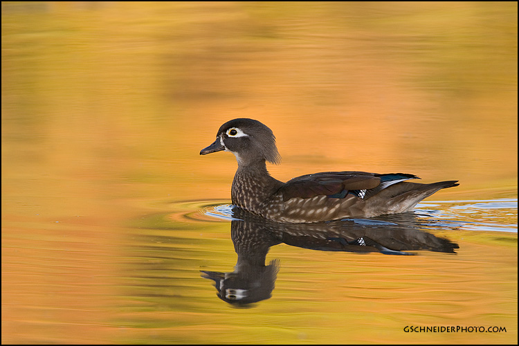 Wood Duck hen (0481)