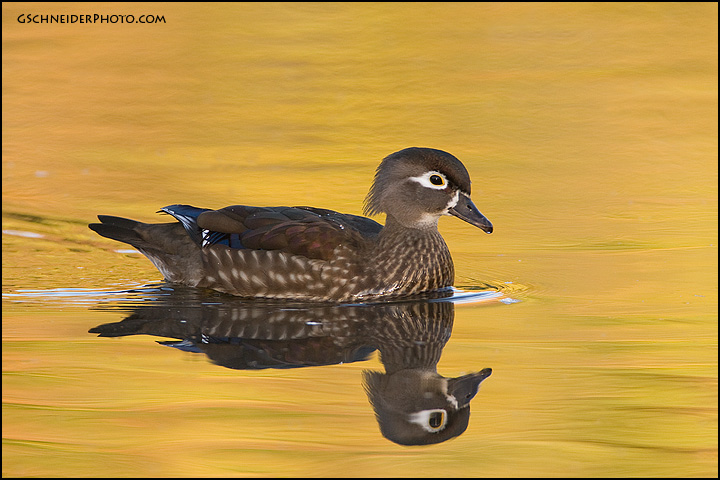 Wood Duck hen swimming past