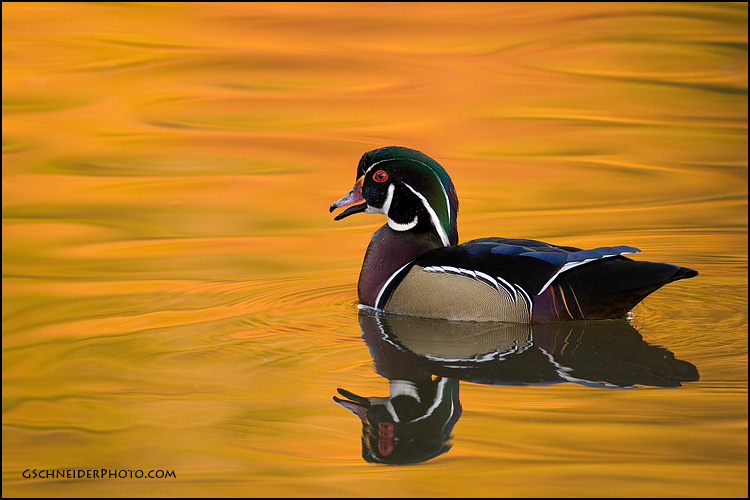 Wood duck drake calling