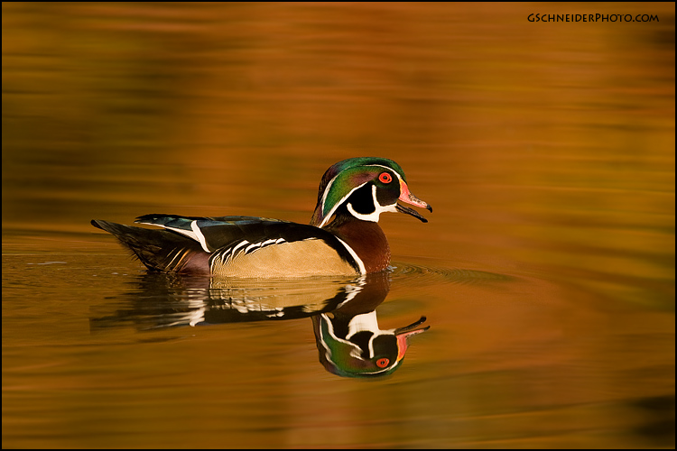 Wood Duck drake calling