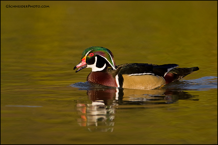 Wood Duck drake calling (8560)
