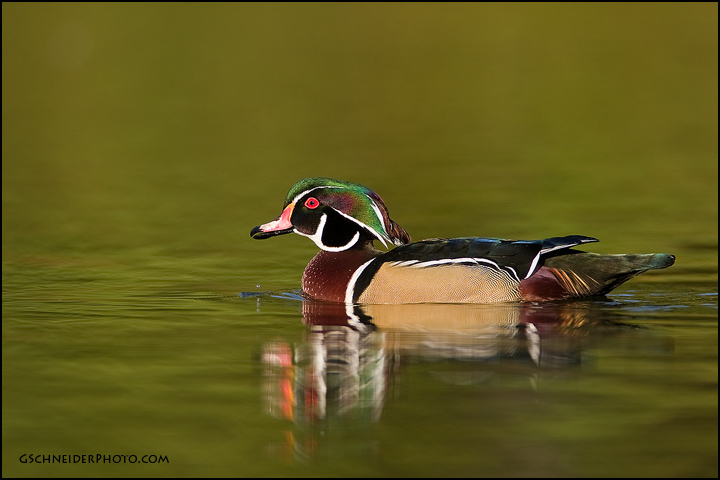 Wood duck drake drinking