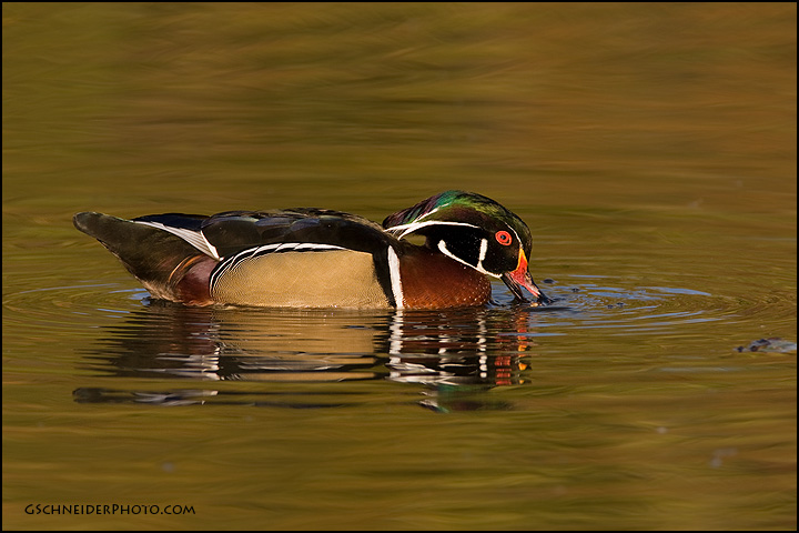 Wood duck drake feeding (588)