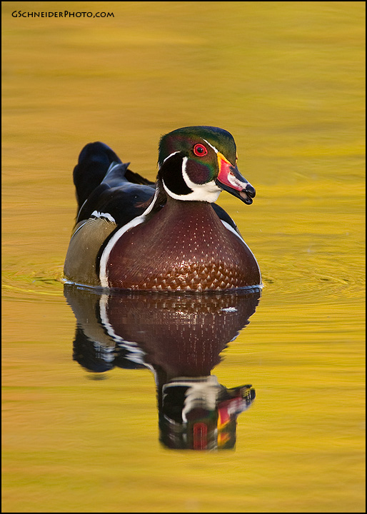 Wood Duck drake headon