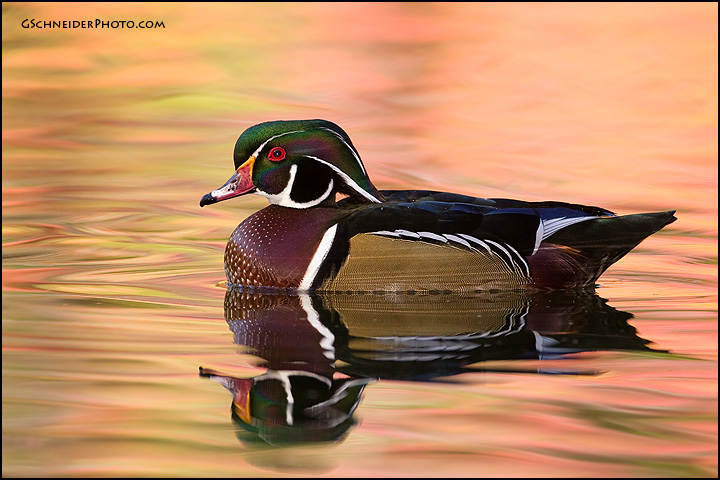 Wood duck drake on pink water